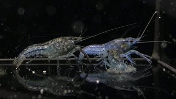 ザリガニに色付けを餌で行うことは可能 青色のザリガニにするには 自由研究テーマにおすすめ 夏休みfun