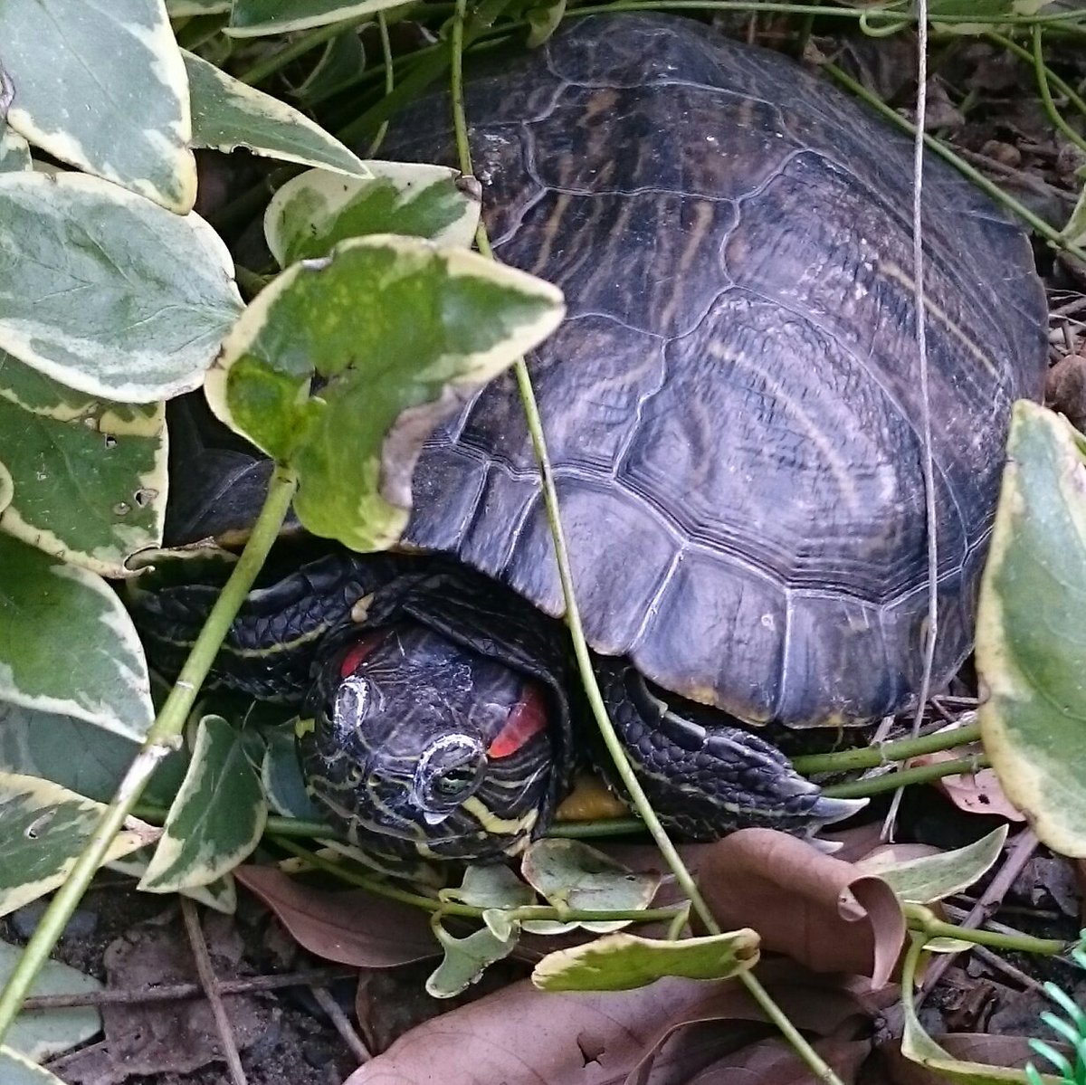 かめすき 亀さんお目目の周りが白い しかしモヤモヤはしていないので水カビ病ではなさそう そしてお水に入ると消える もしや水垢 アカミミガメ