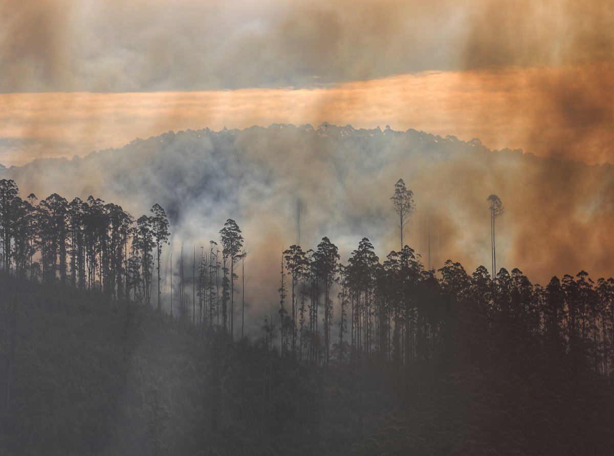 sarahrees's tweet photo. The most carbon rich forests in the world logged and burnt, converted from a sink to a source for >80% paper pulp. @DanielAndrewsMP @MatthewGuyMP #gfnp #Melbourne #loggingfires #Ashforests #climatechange #reflexpaper https://t.co/bt9Awv6UU3