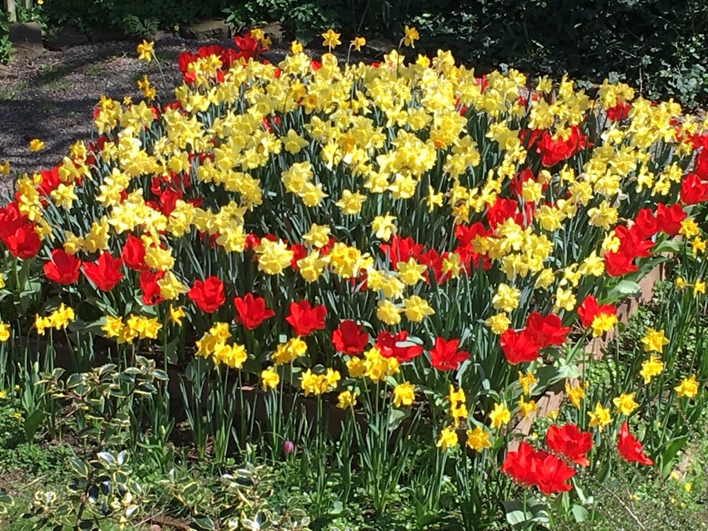 Enjoying the #sunshine #daffodils and #tulips <a href="/stayatbrookfarm/">Stay at Brook Farm</a> on the #Shropshire #Worcestershire border 🙂