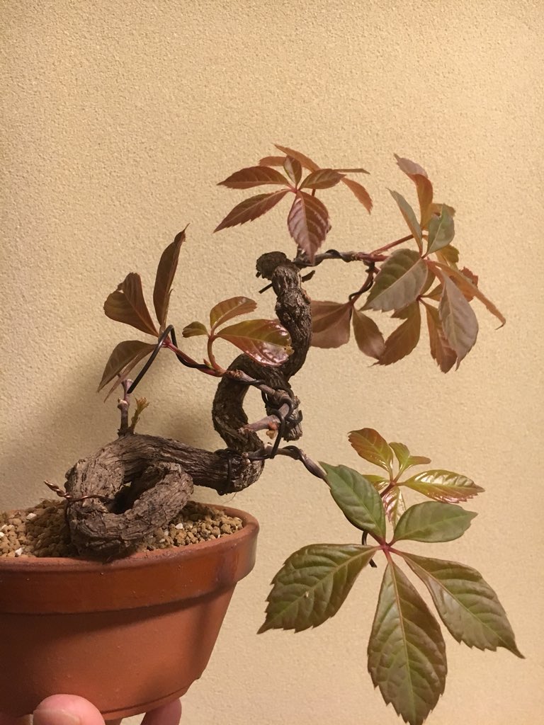 Masa 盆栽 高麗ツタを入手 調べると同じく中国原産でヘンリーヅタ アメリカヅタ という葉が似た樹種もあるが どうもそっちは葉脈が白いようだ 秋には真っ赤になるようで楽しみ 購入時の向きだと根元が直角に交差している 画像3枚目 のが気に入らないので