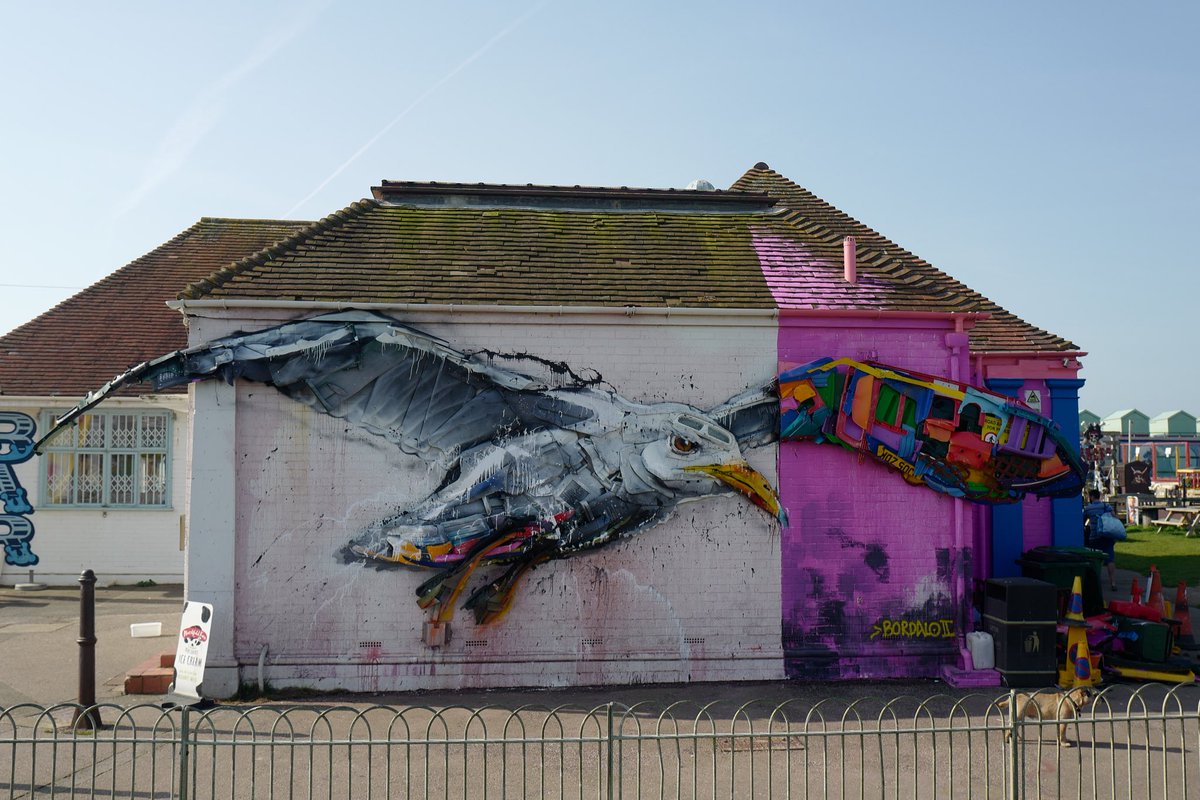 davidwalliams's tweet photo. Trash seagull. https://t.co/WDRSl5MxFO