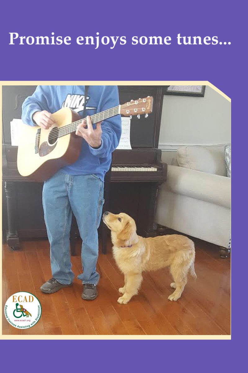 ECADServiceDogs's tweet photo. #Promise is so lucky to have a #HomeHandler play some music for her.  She loved listening to the guitar. Did you know the right kind of music can have a great calming effect on dogs? #ECADServiceDogs #Inspiration https://t.co/sR6LzCkORP