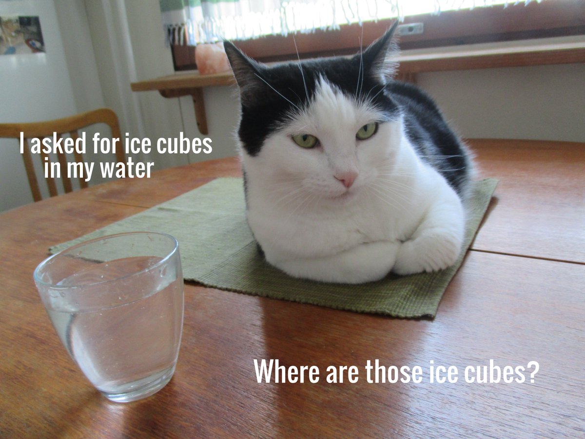 Missrifle On Twitter I Snapped This Photo Of My Cat And Just Had