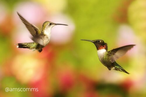 amscomms's tweet photo. #Communications is about building #relationships not a #sale #fact #Social #process #branding #comms #hummingbirds
https://t.co/kPZNE71HvA https://t.co/OVzMSqesN1