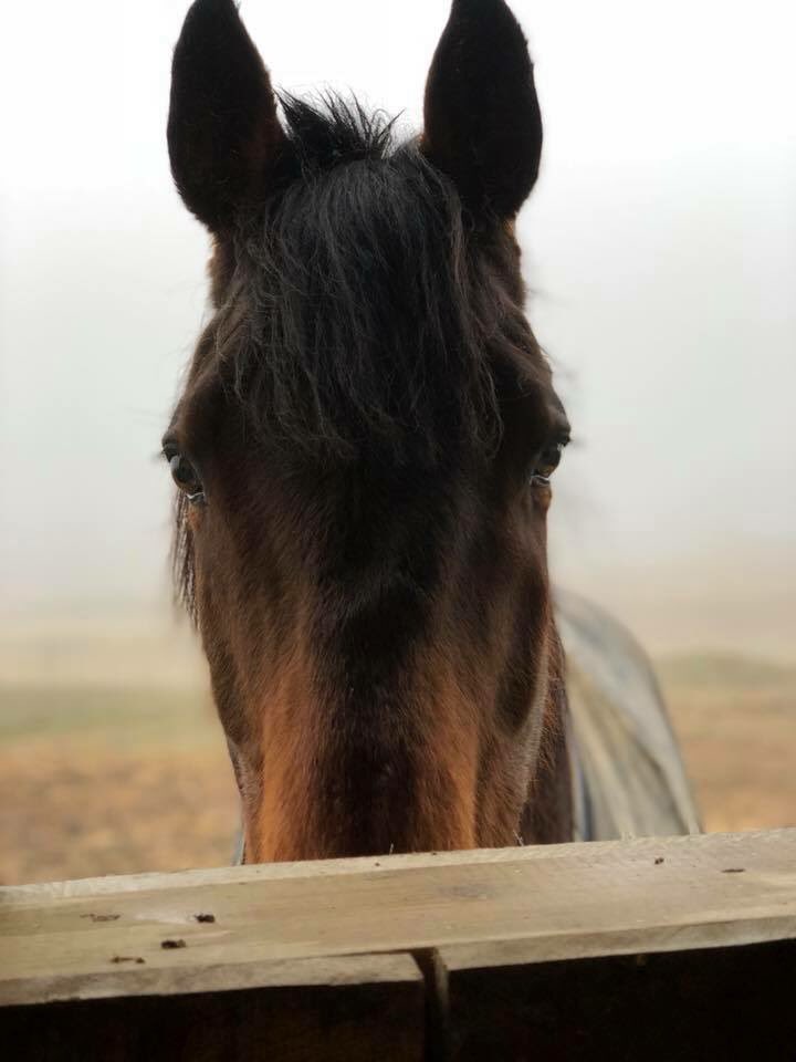 PaintedBar's tweet photo. @Tracy35906640 @eggsypony Hello from our barn in #fingerlakeswinecountry in #UpstateNY. Bear the #ottb is ready for breakfast
#findmehere #finditliveit #fromwhereiride #upperrightusa #upstateny #iloveny #modfarmer #ispyny #lifebetweentheears #flx #fingerlakes #horsetravel #myFLXtbex #TBEX #TBEXevents https://t.co/yL0ute5Jqp