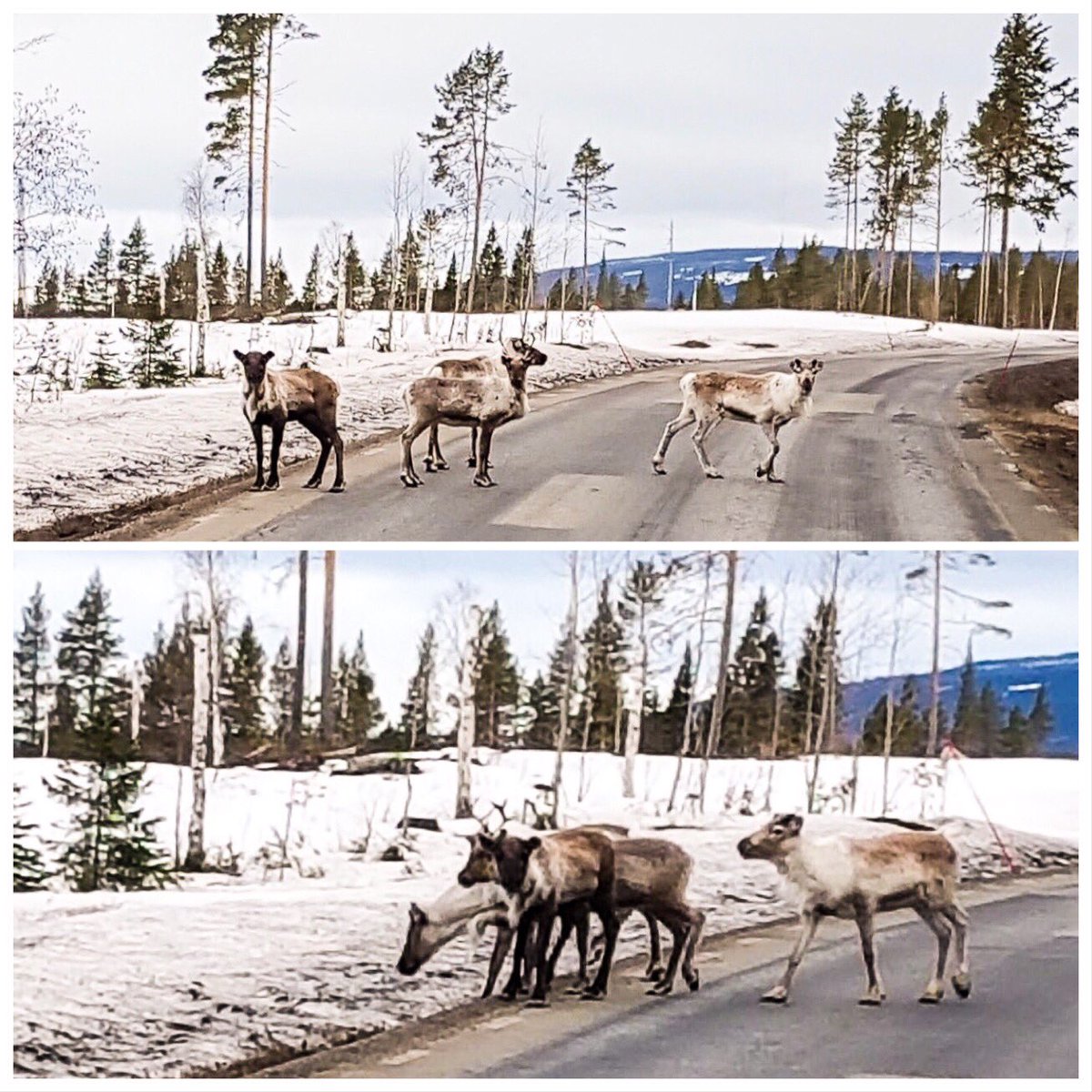 DannyKurz's tweet photo. Kurztrip nach Lappland ..... 😱😘❤️. #travel #lappland #schweden #rentier #reindeer #miakoda_huskys_ev @danny_kurz @neonchocolate_agency https://t.co/tPbN3eEw5a