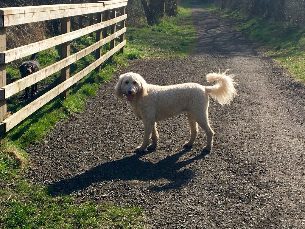 GardensWithDogs's tweet photo. The Daily Doodle: discussing the merits of squeaky toys with Harris #dogtoys #dogsandtoys #dog #dogs #sunshine #walks #walkswithdogs #happydogs #doggyfriends #dogsoftwitter #doglovers #goldendoodlesoftwitter #goldendoodle https://t.co/YJYjjNnnJk