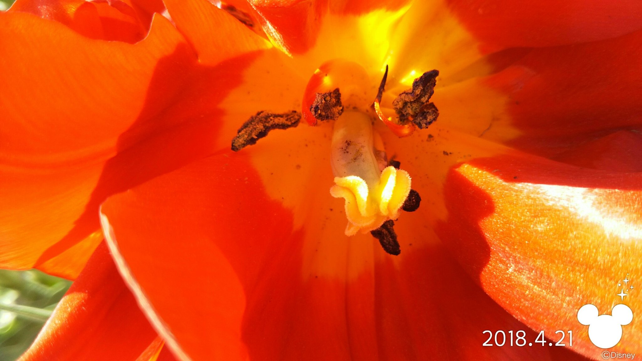 小茉莉 チューリップの花が開ききったときの中身見えててなんとなく気持ち悪いというか怖い感じするところが何気にすきなんだけど きょうチューリップを見に行ったおともだちがちゃんとリクエスト通りの写真を撮ってきてくれた T Co Pzqnzcbaka
