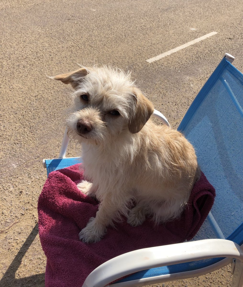 Triplet_Pups's tweet photo. Deck chair pup. #SeaSide #Puppiesoftwitter #choodles #Fred https://t.co/P2ByN7S7oY