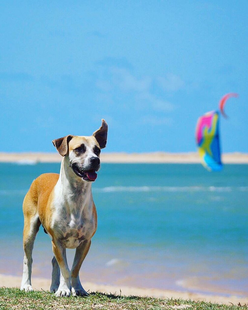 barracadokite's tweet photo. b a n a n a 🐶 💕! Thanks to IG #pablo.damiani.nob // Te escucho!!.
.
Contact us on barracadokite@gmail.com and book your room for next season.
.
#dog #bestfriend #kitesurfing #kitesurf #ilha #guajiru #photographer #colors #brasil #brazil #sonyalpha #a77.
.
Tag #BarracaDoKite https://t.co/G0sGe7C1nU