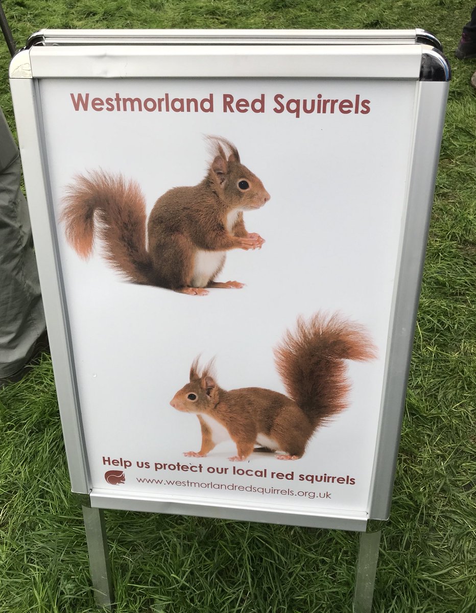 cumpstonarchive's tweet photo. Great chat with @WestmorlandReds about squirrel sightings 👍🏼@DamsonDayFair #Cumbria #Lyth Valley

#NotJustLakes @chrissyteen66 https://t.co/cfVi8zNkZC