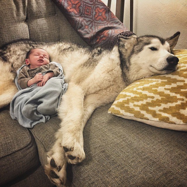 秘密にしておきたかった生き物 บนทว ตเตอร ウルフドッグ 犬と狼がハイブリットされた血を持つ犬種 飼い主と認めたものには非常に懐くが 逆に飼い主以外を警戒しやすい性格でもある 非常に大きい体をしているが 飼い主にはとことん甘える犬だそうです 秘密にしておきたかった生き物 บนทว ตเตอร ウルフドッグ 犬と狼がハイブリットされた血を持つ犬種 飼い主と認めたものには非常に懐くが 逆に飼い主以外を警戒しやすい性格でもある 非常に大きい体をしているが 飼い主にはとことん甘える犬だそうです