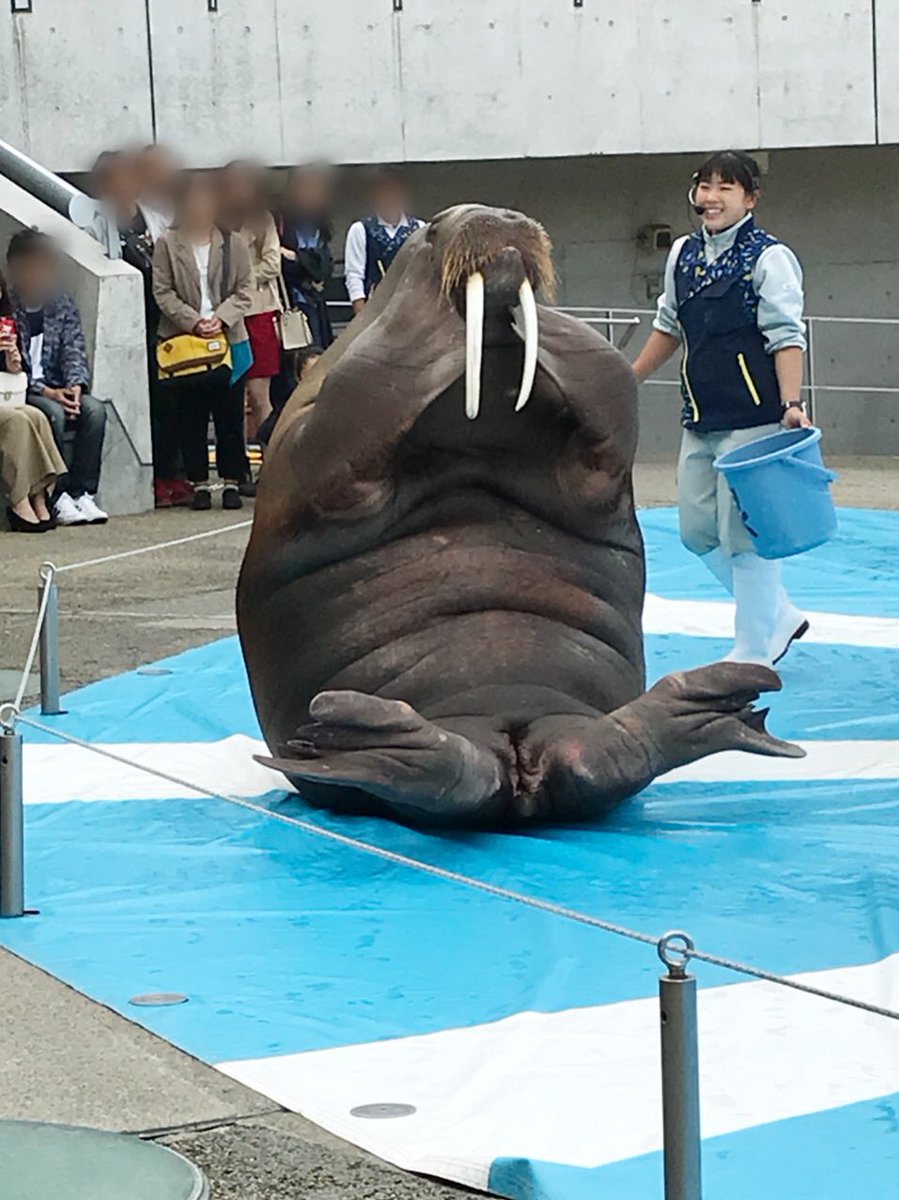 鞘花 على تويتر トドとセイウチ可愛い そしてでかい セイウチはショーの最後に触れたけど 意外とモチ肌だった イルカショーはプールが狭い分距離がめっちゃ近い そしてショー以外の時間もお客さんに近づいてシャッターチャンスに優しい