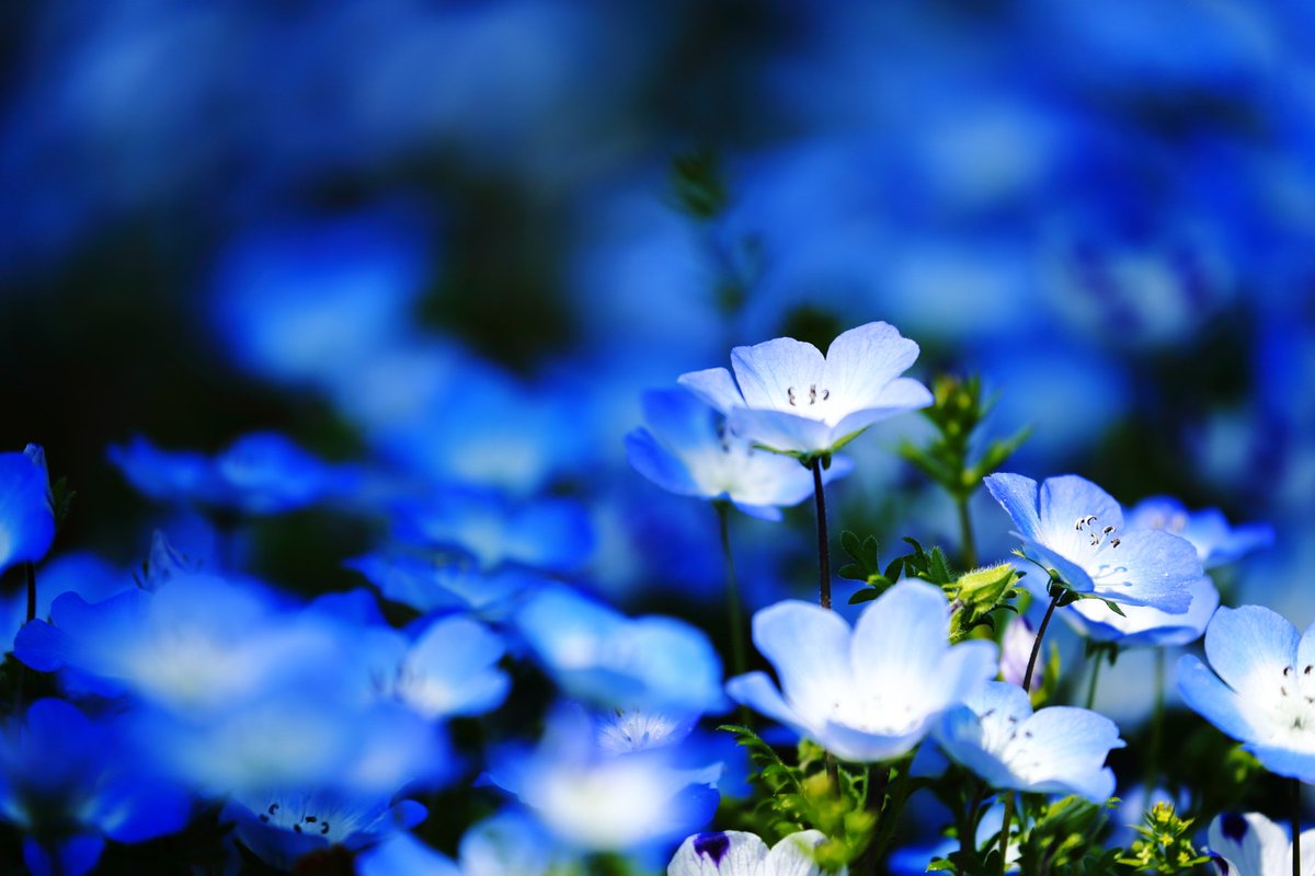 ラブリーオオイヌノフグリ ネモフィラ 最高の花の画像