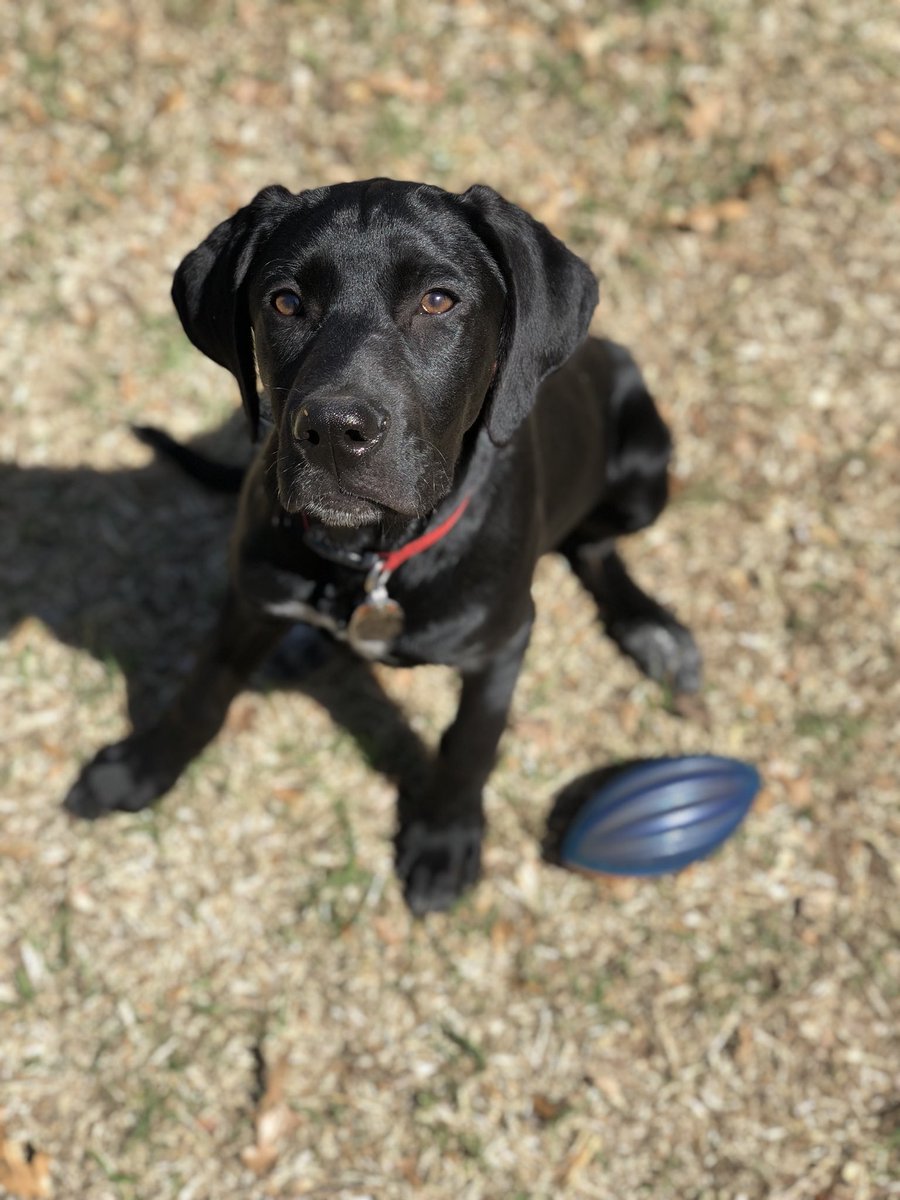 DestinyWheeler's tweet photo. Hi, just a proud loving dog mom sharing how cute Remi is. https://t.co/A0EpzeBncn