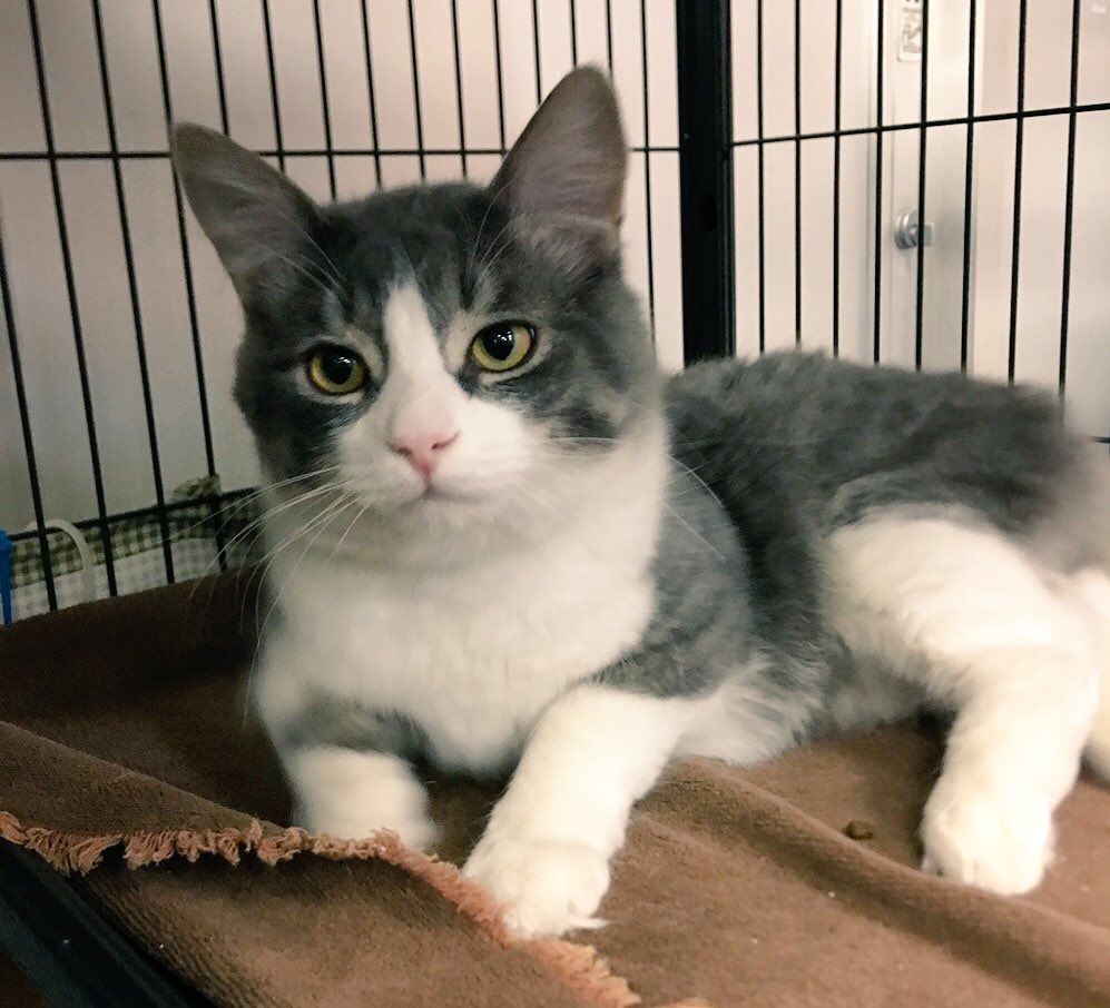 TorontoCatRescu's tweet photo. Our #Caturday Adopt-A-Thon starts at 10am with six Pet Valu locations! Very cuddly and friendly #Cyrius is waiting to be adopted from Pet Valu High Park! #adoptdontstop https://t.co/ABzFNQpDjg