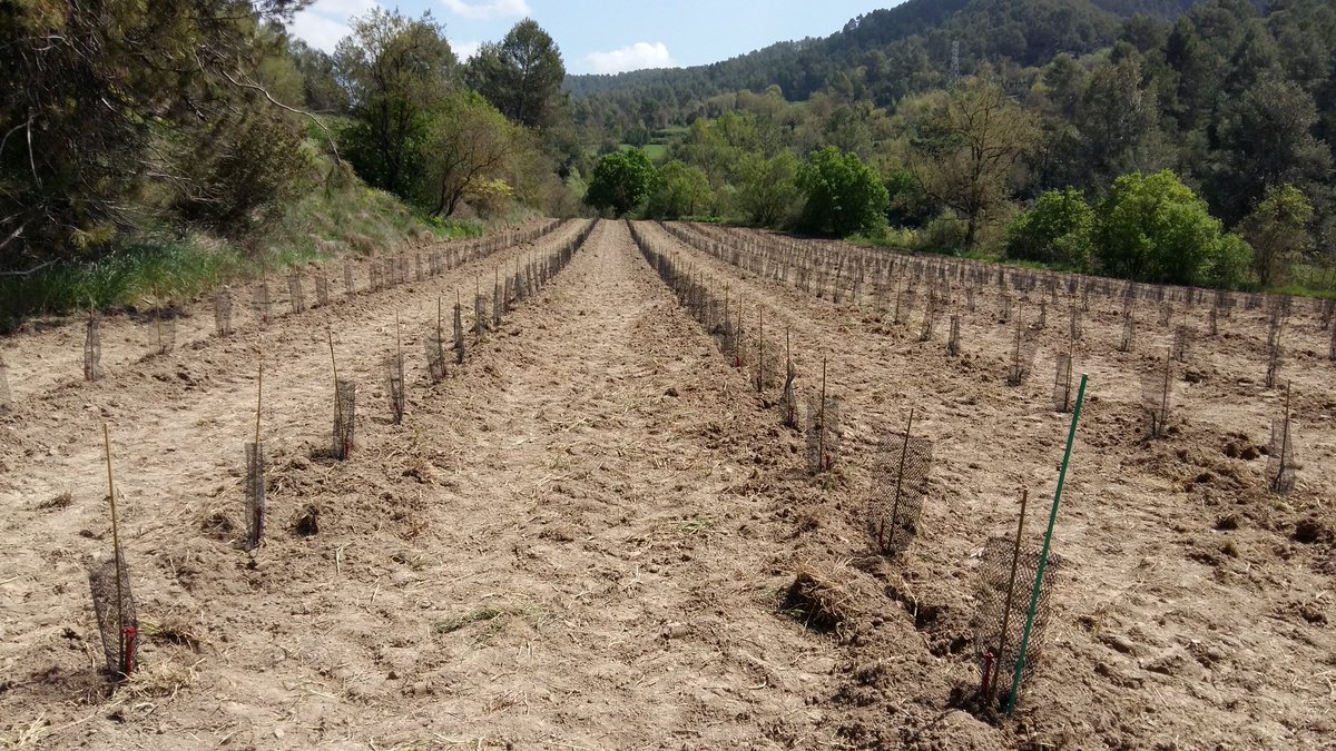 Plantant ceps a la #DOPladeBages
#Somoll
#Mandó
#Picapoll
Visca la Terra!