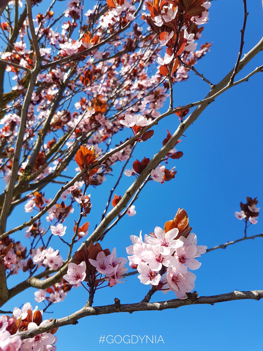 gogdynia's tweet photo. #wiosna 🌳🌸😃 #gogdynia #visitgdynia #igersgdynia #igerspoland #springtime #samsung #sgs7 https://t.co/beXR7GcH0q