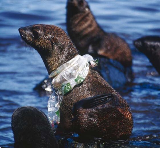 Esquiadora's tweet photo. Cuidar los océanos debería ser una absoluta prioridad para el ser humano, y no solo porque vivimos en un planeta azul, sino también porque de su salud depende el equilibrio del ecosistema...
Feliz fin de semana queridos amigos. https://t.co/rmrT5QfJta