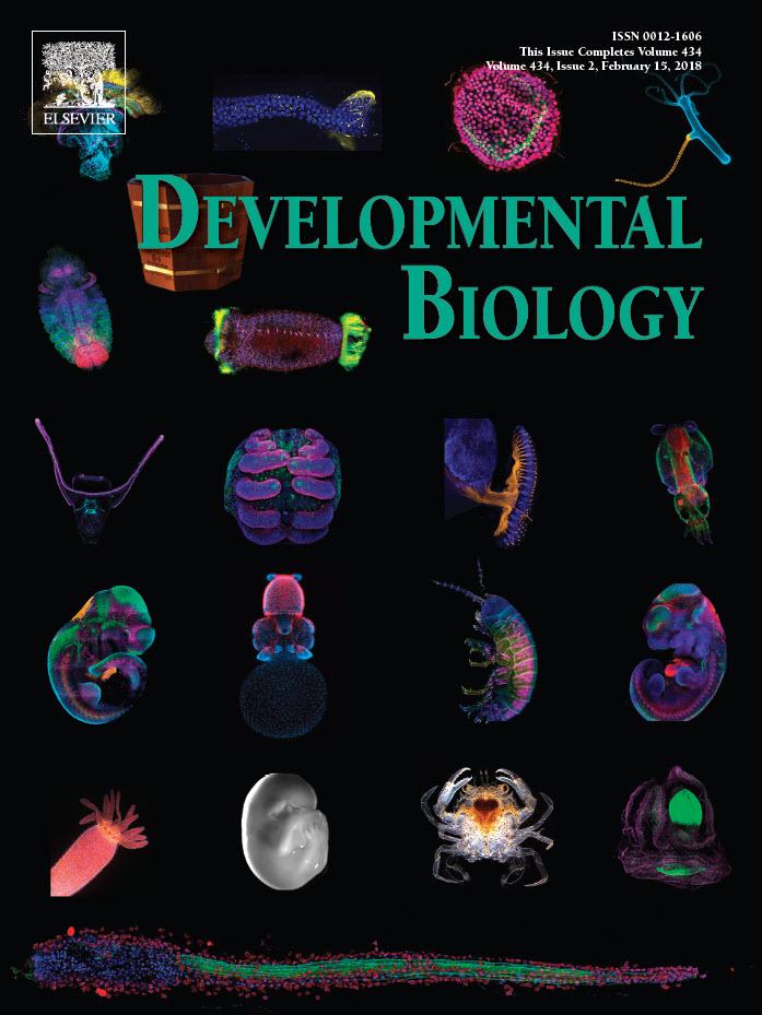 ELSStemCell's tweet photo. The amazing images of this week #DBcover are from #embryo2017 @MBLScience . Download a copy via https://t.co/nJfCQVWZrA https://t.co/kdjeymVRMW