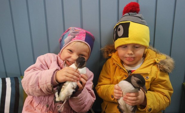 The Puffins are returning after spending the winter at sea! the pufflings rescued by last year's Pysja Patrols won't be back in two or three years. Read all about the amazing puffin chick rescue, run by kids in Vestmannaeyjar #Puffins #Pufflings #Iceland 
icelandmag.is/article/slides…
