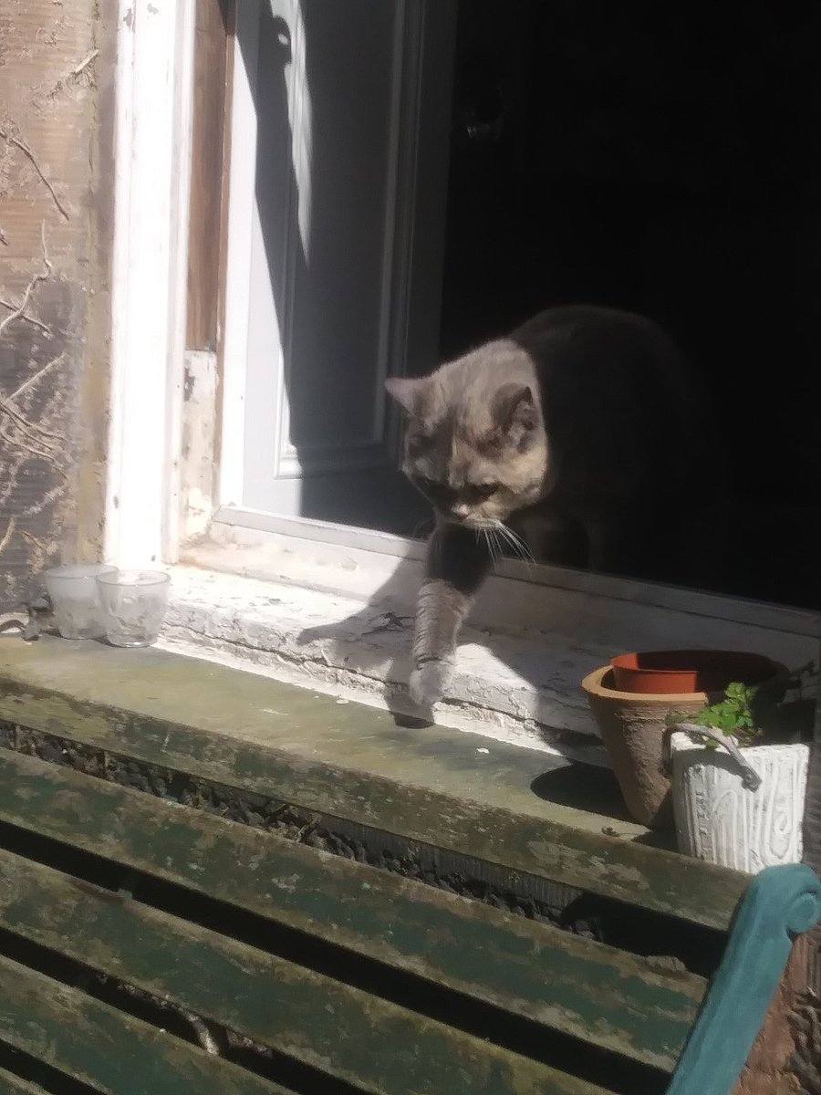 shonajanelee's tweet photo. Today on #Talavision, an unusual pattern of solar activity in Scotland sees Tala venture into the great outdoors, where she encounters the odd smelling but altogether delightful 'Dandy-lions'. #whatdis #catsitting #ishouldbewriting https://t.co/QuQdZGowW5