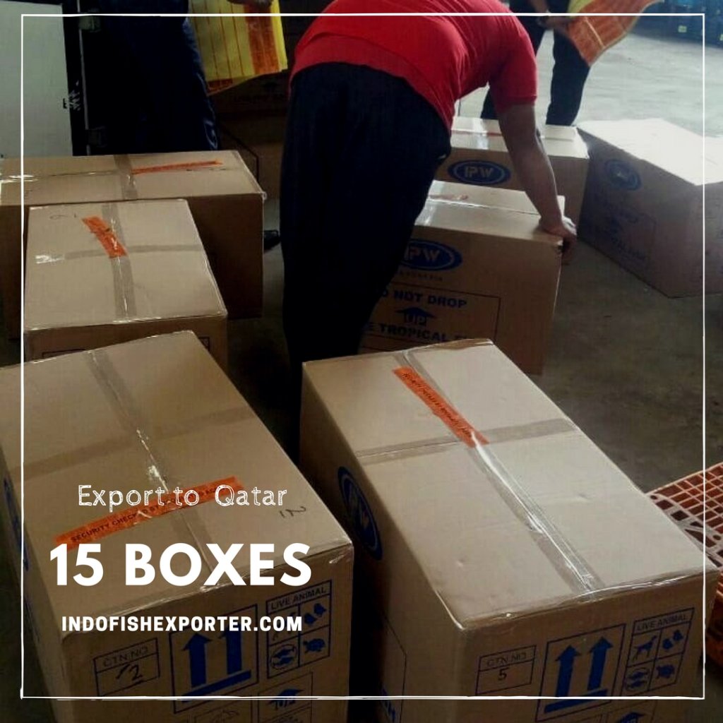 fish_exporter's tweet photo. Export 15 Boxes to Qatar https://t.co/YKPXAT2K75 https://t.co/3P9SkvwNDe