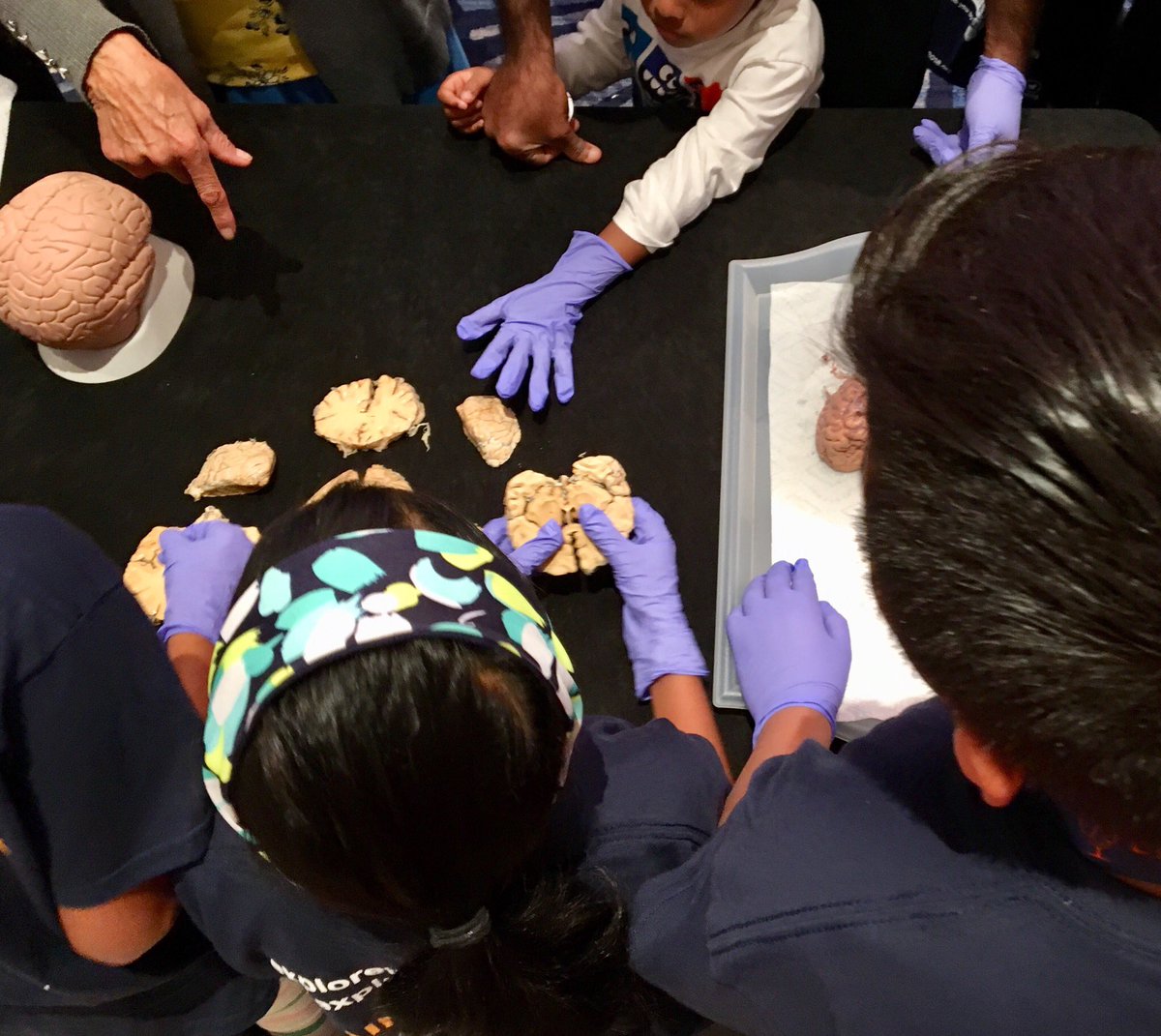 aliocohen's tweet image. Honored to work w the amazing #brainexplorers @LEARNMEM — LOVE the idea of including science outreach in conferences/meetings 👏👏 #LEARNMEM2018