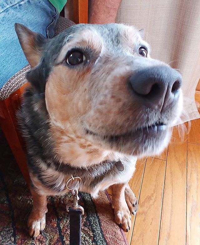 JamesScottJack's tweet photo. Are we cool dude?
#blueheelersofinstagram #blueheeler #queenslandheeler #heelernation #heelersofinstagram #australiancattledogsofinstagram #australiancattledog #cattledogsdaily #cattledog https://t.co/614Q6d1M1a https://t.co/6beN8mjZKl