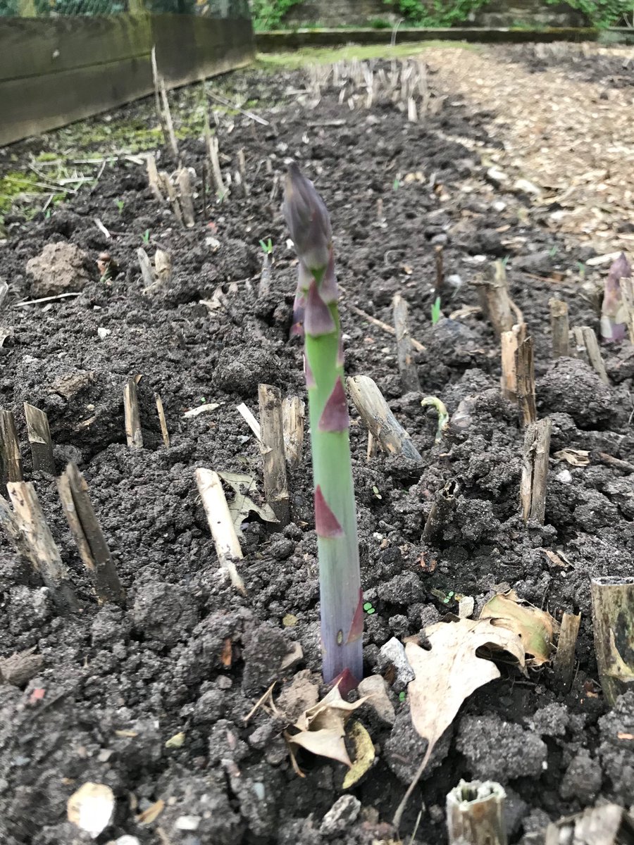 LlanoverGarden's tweet photo. Bring on the hollandaise - first adparagus 2018 @GwentNGS #visitagarden https://t.co/8yRc8Ck6gn