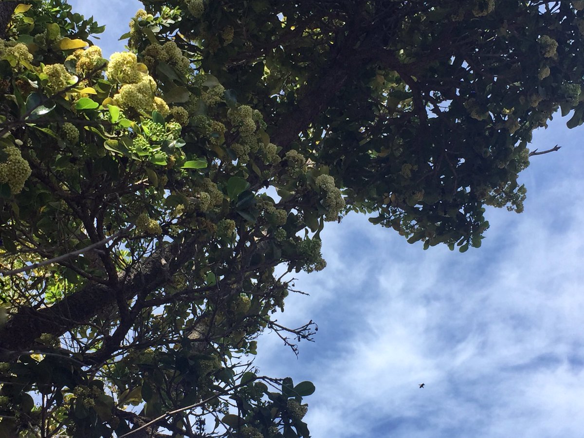 crishamilton's tweet photo. This tree. This morning. Luxurious with bees, so many we could hear their collective buzzing. #SantaBarbara #ourbees https://t.co/NscsdVUSWH