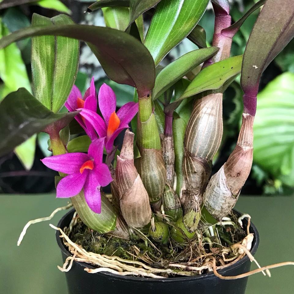 ExoticPlantStud's tweet photo. Dendrobium Hibiki 🌺 #orchids #dendrobium #fresh #healthy #Beautiful #purple #ExoticPlantStud https://t.co/uo9HOfHyAP