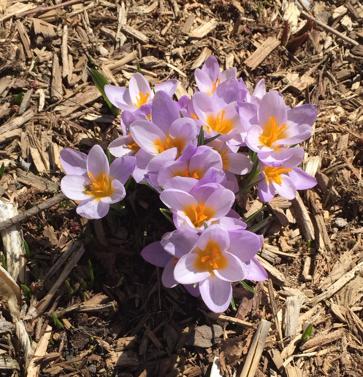 That time of year in the northern hemisphere when we get disproportionately excited about signs of #spring!