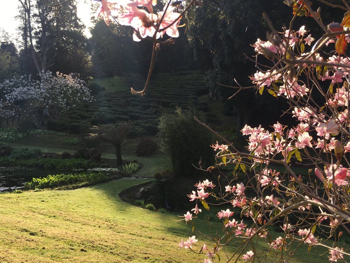 Tregothnan's tweet photo. #FOMO thousands of excited guests saw #tea today, you are invited for final open day #Tomorrow (looks like a sky hook above the tea?!) https://t.co/OmDIyXncji