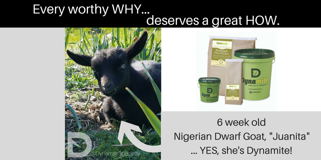 DynaSpecialty's tweet photo. When your life's work includes caring for animals, it's really awesome to have trusted tools that help you get the job done. #DynamiteProducts #DynamiteGoat #DynamiteWHY https://t.co/QlFbo4JCpP