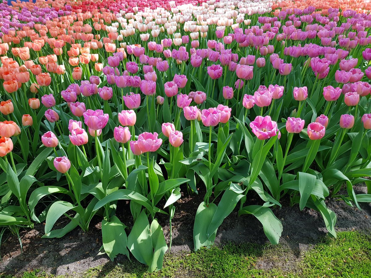 Blooweels's tweet photo. #Blooweelsroadtrip #supercharger #Amsterdam 
La Hollande aussi le pays des tulipes ! https://t.co/mM9hScMPNd