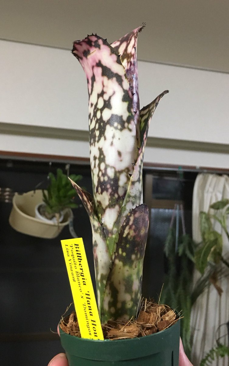 ブロメリア・エアープランツ Billbergia Hana hou ブロメリア・エアープランツ Billbergia Hana hou Billbergia