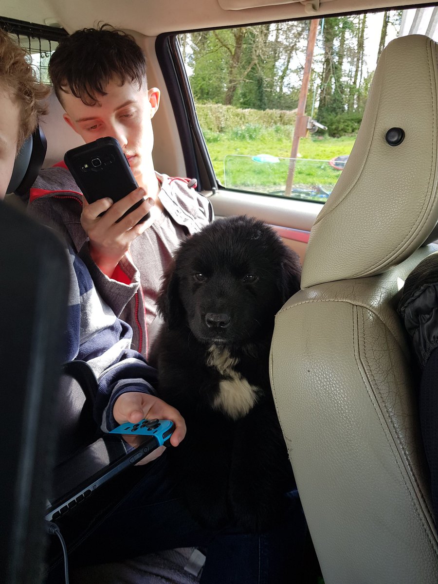 Darcey out and about on her first days socialisation <a href="/Chapter1Cafe/">Chapter1 Cafe, Cavan</a> <a href="/SpecsaversIE/">Specsavers Ireland</a> #cavan #Autism #asd #ServiceDog #Newfie <a href="/mycaninecompani/">My Canine Companion</a>