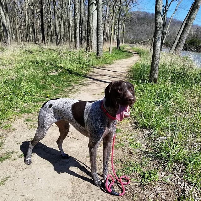 saracullin's tweet photo. The Earth has music, are y'all listening? 🌳🌎
#traildog #hikingwithdogs #earthday #earthday2018 #dogsthathike #optoutside #ohiogram #optoutside #pointersofig #pointersofinstagram #gspcommunity #gspofig #gspofinstagram #pointersofinstagram #germanshort… https://t.co/Hwp2FuilWs https://t.co/TRQ12LR5hr