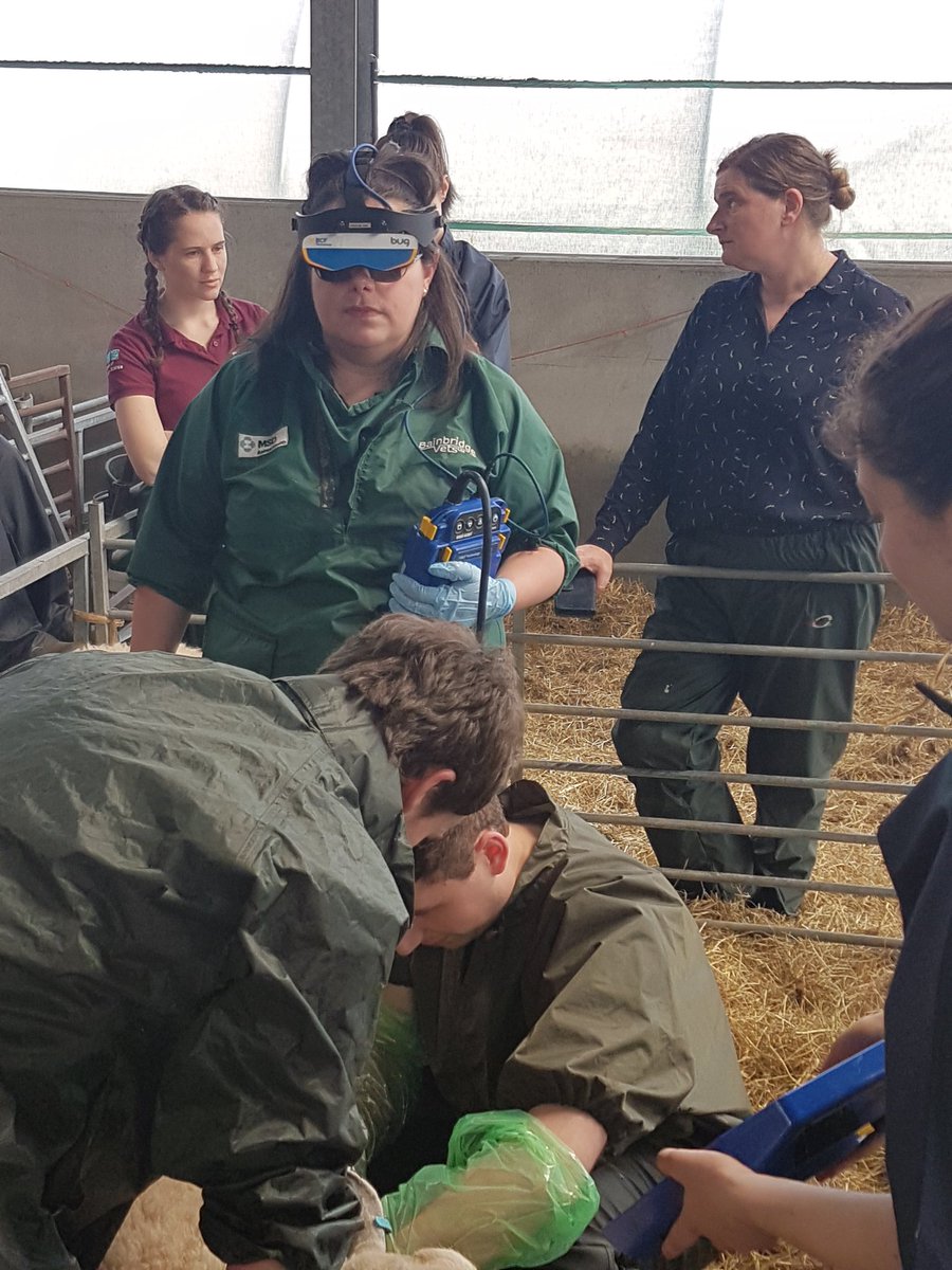 bovivet's tweet photo. @sheepyvet helping a group of Liverpool vet students scan sheep lungs for OPA lesions @LiverpoolFAVS @UoL_LHW @SheepVetsoc https://t.co/jnqBcYFXZS