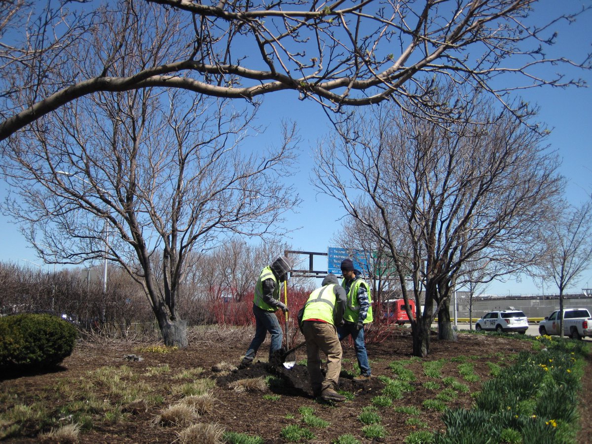 The Chicago Department of Aviation is planting 26 trees at #ORD this spring! Watch for Magnolias, Japanese Lilac, and Catalpa near T5 Parking and Bessie Coleman Drive. Happy #EarthWeek! #EarthDayChicago