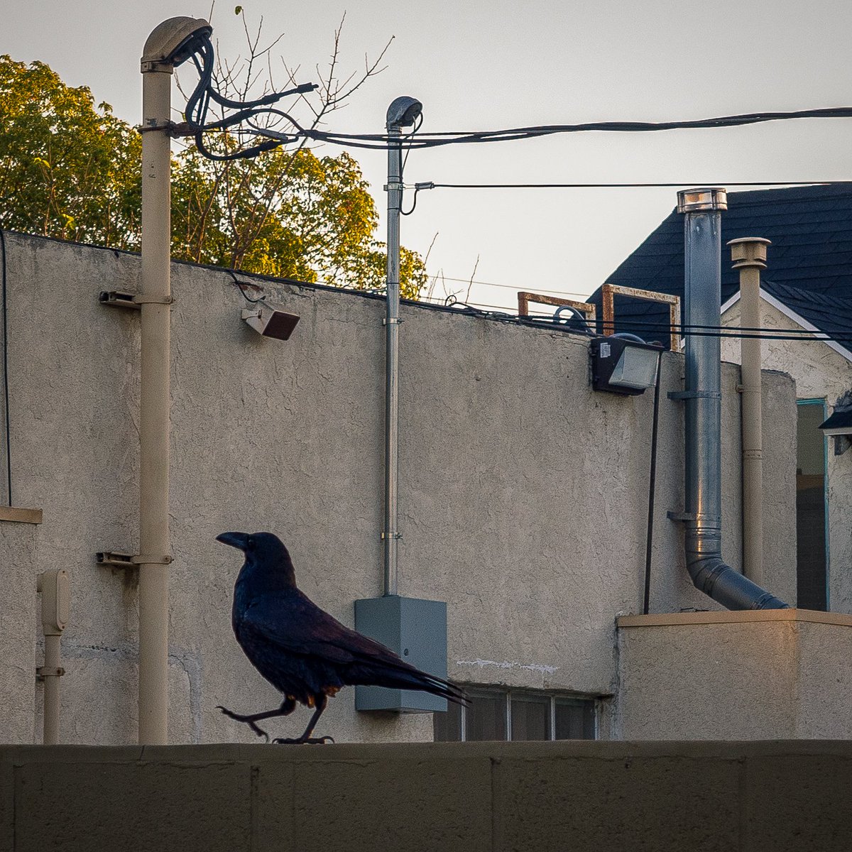 jfolschinsky's tweet image. Sometimes the Ravens just decide to do a little dance outside Starbucks and you just have to take in the show. 
#funwithphotography
