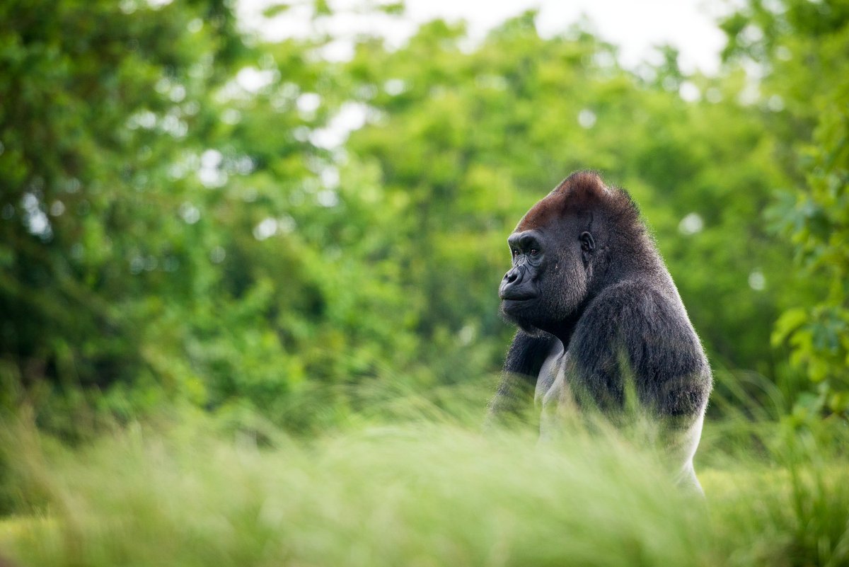 houstonzoo's tweet photo. We are mourning the loss of 34-year-old Western lowland gorilla, Zuri. The elderly gorilla was under treatment for gastrointestinal disease that was worsening despite a comprehensive treatment plan.

Read more about Zuri here: https://t.co/RH63QaieSr https://t.co/XfiLeE3KV0