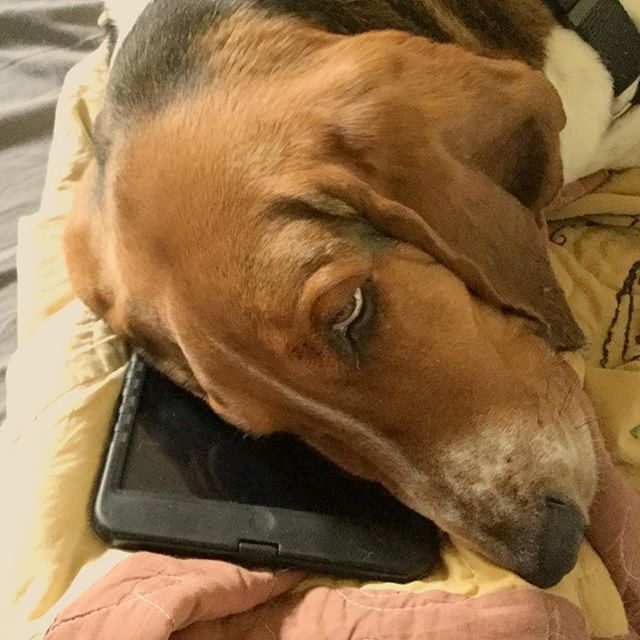 RoadNotRun's tweet photo. “Guard dog!” @snachodog found your iPad but it is currently in use as a pillow. #lostipad #bassethound #basset #guarddog #lazyguarddog #foundit # https://t.co/08CjC9OzZC https://t.co/2FW1lIwLw7