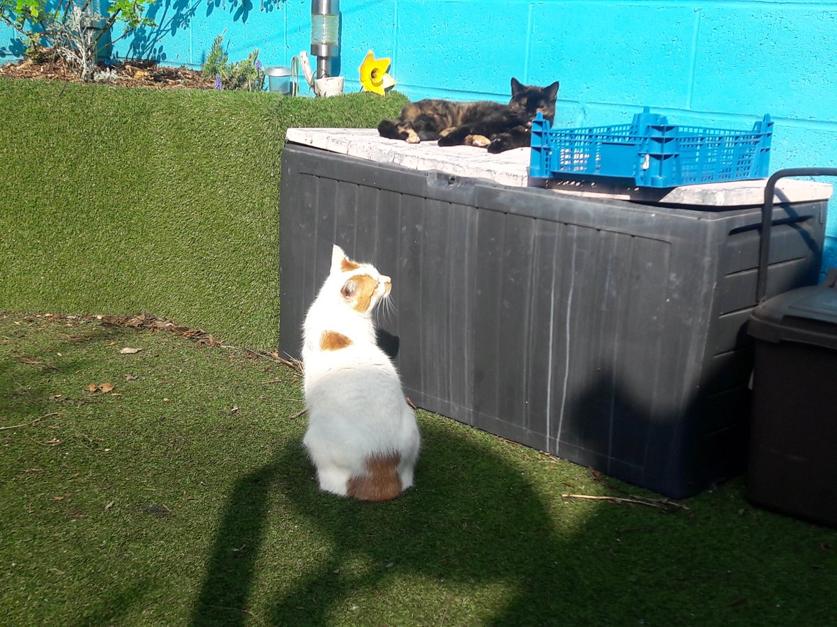 louclarkie's tweet photo. My neighbours cat 'play with me #vetch'. Vetch ' no I'm a lady who needs my sunshine begone you!' #Caturday #cardiff #Splott #catsofsplott #petsofsplott https://t.co/hsMz8qtJ3l
