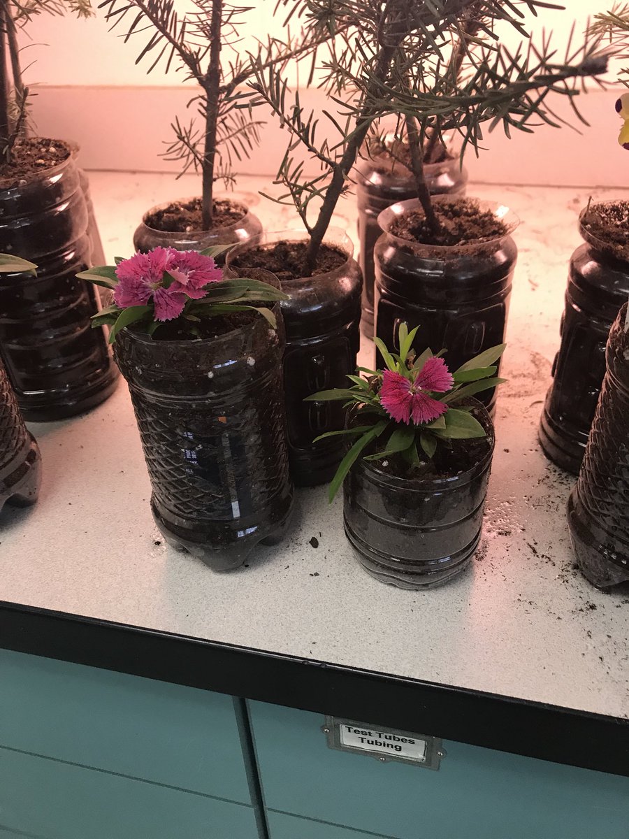 Stop by the bowl on Monday for Earth Day (and be the first one to buy the dwarf flower)! 🌵