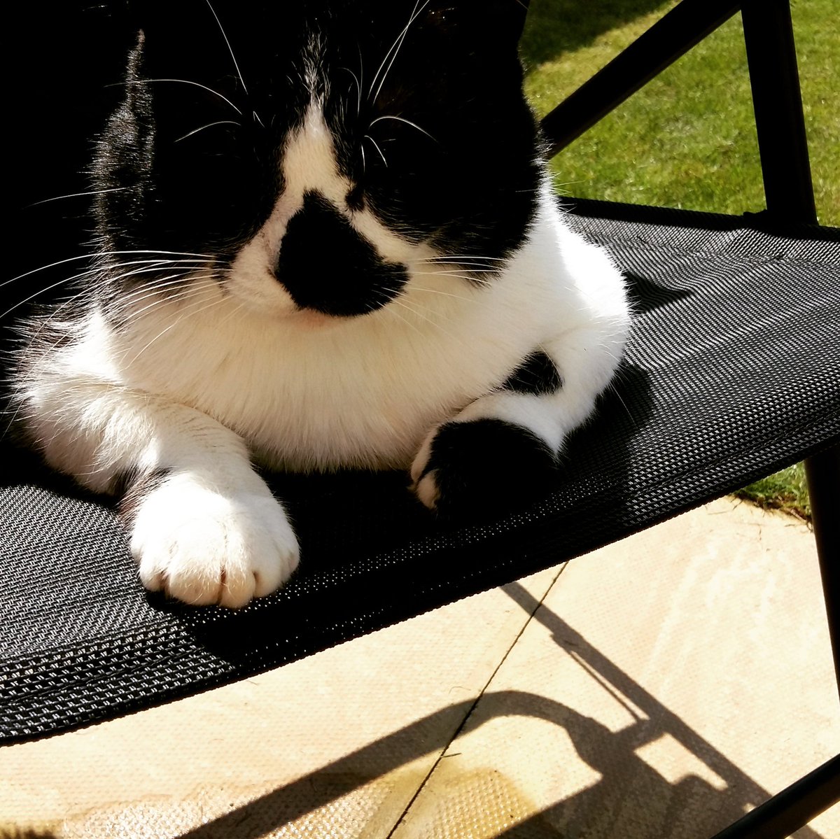 buffthestcat's tweet photo. Happy #caturday on the #WarmestDayOfTheYear https://t.co/2g4ksP3Dlw