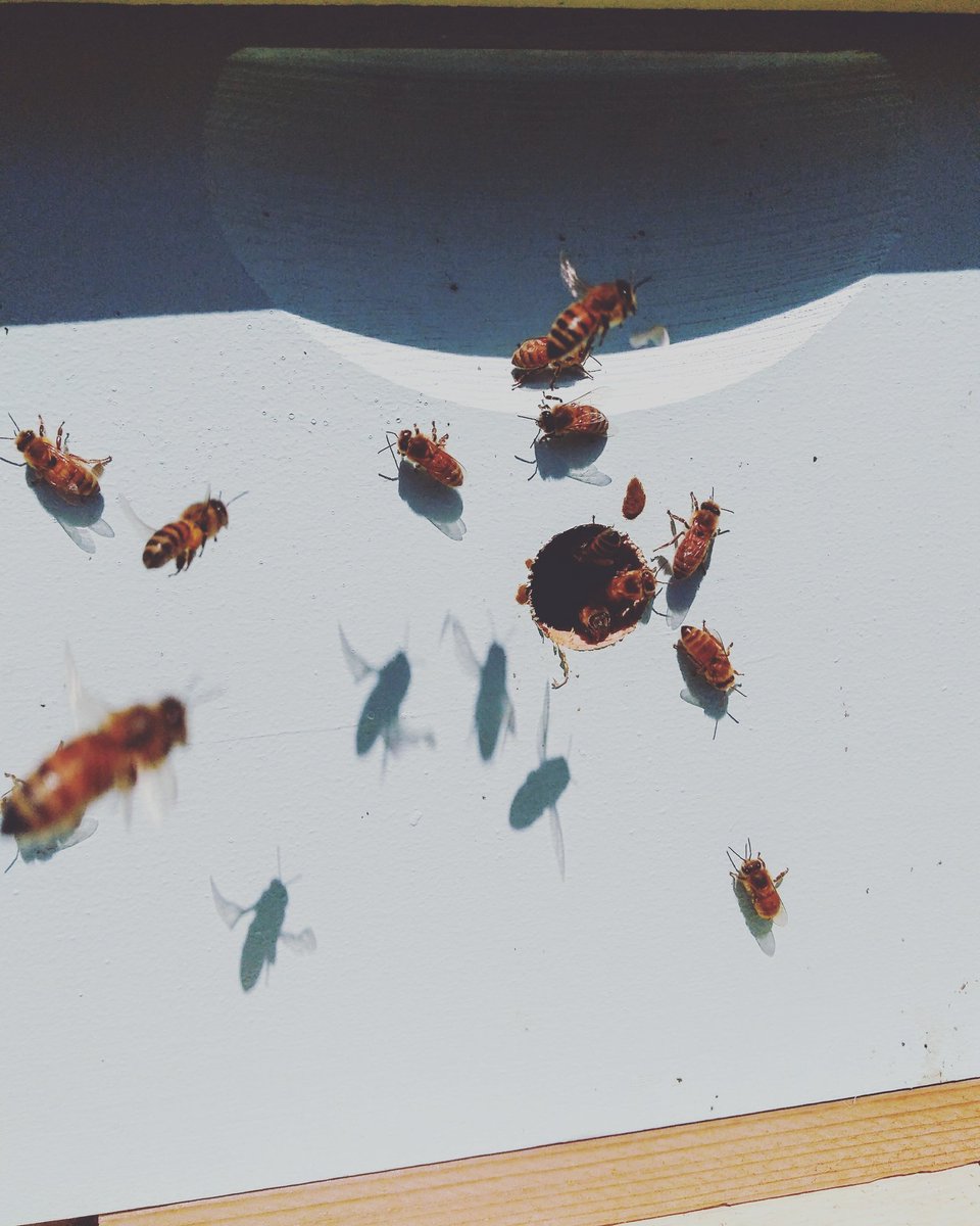 Bee_Swell_Aloha's tweet photo. The Bee Swell Bee's working hard! We can't wait to have our own wax source for our Eco-Friendly surf wax. #surf #beeswell https://t.co/gt7SRXoXkn