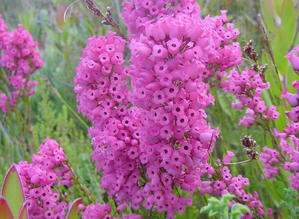 fernkloofza's tweet photo. An assortment of pink #Ericas flowering in #Fernkloof Nature Reserve #Hermanus now.  #Erica rhopalantha, #Erica tenella, #Erica plukenetii subsp. penicellata, and #Erica ericoides https://t.co/22IYmBenOf